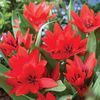 Tulip Praestans Van Tubergen