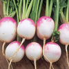 Turnip Rubin - Seeds