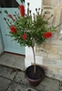 Two Callistemon Tree Shrubs,  With Free Planters. Citrinus Splendens