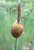 Typha Minima - Dwarf Bulrush - 1ltr Pot Plant