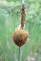 Typha Minima - Dwarf Bulrush - 1ltr Pot Plant