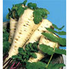 Parsnip White Gem by Mr Fothergills