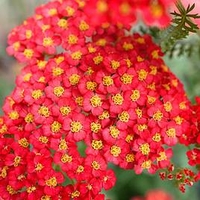 Achillea Millefolium Paprika Plant