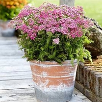 Achillea Plant - Milly Rock Rose