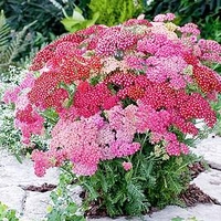 Achillea Plants - Summer Pastels