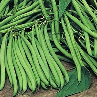 Bean (Climbing French) Plants - Cobra