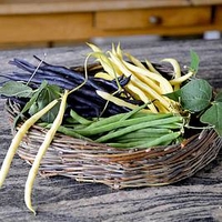 Bean (Climbing French) Plants - Colourful Climbing Mix