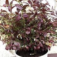 Blueberry Plant - Cabernet Splash