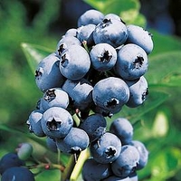 Blueberry Plant - Rubel