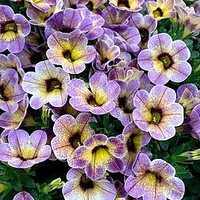 Calibrachoa Plants - Blueberry Scone