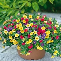 Calibrachoa Plants - Carnival Mix