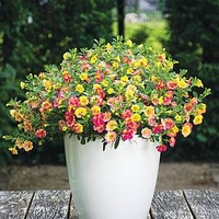 Calibrachoa Plants - Chameleon