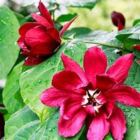 Calycanthus Plant - Hartlage Wine