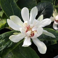 Calycanthus Plant - Venus