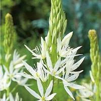 Camassia Bulbs - leichtlinii Alba