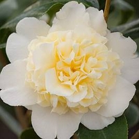 Camellia japonica Plant - Jury