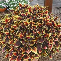 Coleus Plant - Walter Turner