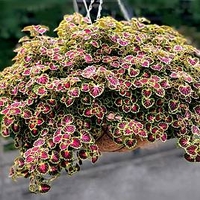 Coleus Plants - Great Falls Angel