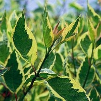 Cornus alba Plant - Cream Cracker®