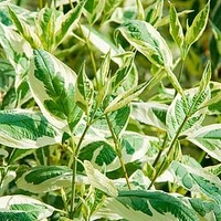 Cornus alba Plant - Ivory Halo®