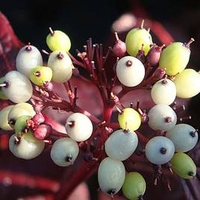 Cornus alba Plant - Siberian Pearls