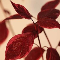 Cornus alba Plant - Sibirica Variegata