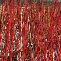 Cornus Alba Sibirica Plant