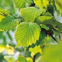 Corylus avelana (Hazel) Plant - 2L Value Hedging Range