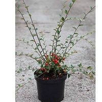 Cotoneaster franchetii Plant