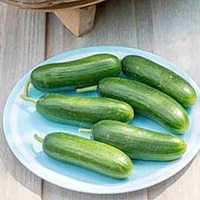 Cucumber (Organic) Seeds - Muncher