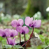 Cyclamen Plant - Coum