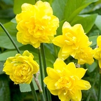 Daffodil (Cornish) Bulbs - Pencrebar