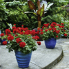 Geranium Plants - Zonal Red