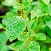 Griselinia Bare Roots - 60/90cm
