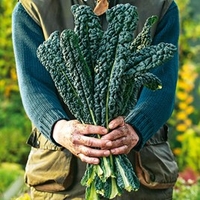 Kale Seeds - Nero Di Toscana