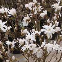 Magnolia stellata Plant - Rosea