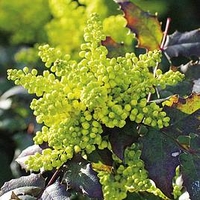 Mahonia aquifolium Plant