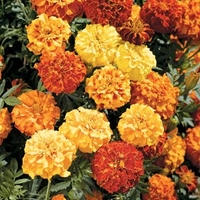 Marigold (Afro-French) Plants - Zenith Mix