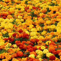 Marigold Plants - Afro-French Zenith Mix