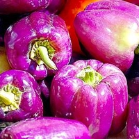 Pepper Grafted Beluga Lilac (1) P10