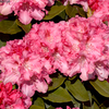 Rhododendron Inkarho Tina Heinje