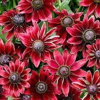 Rudbeckia Potted Plants - Cherry Brandy