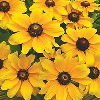 Rudbeckia Potted Plants - Toto