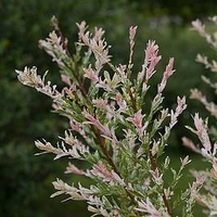 Salix integra Plant - Hakuro Nishiki