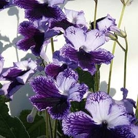 Streptocarpus Plant - Katie