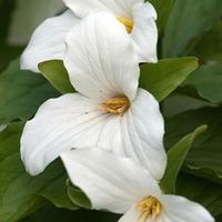 Trillium Plant - Grandiflorum