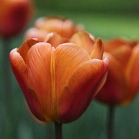 Tulip (Triumph) Bulbs - Brown Sugar