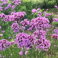 Verbena Bonariensis Plants