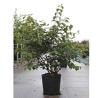 Viburnum plicatum Plant - Shasta