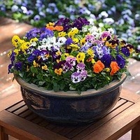 Viola Plants - Autumn Select Mix